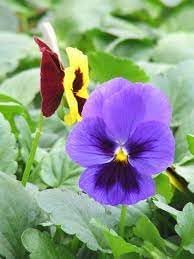 Heirloom Mexican Pansy Flower Seeds for Planting, Non-GMO - Mexican for planting in home garden